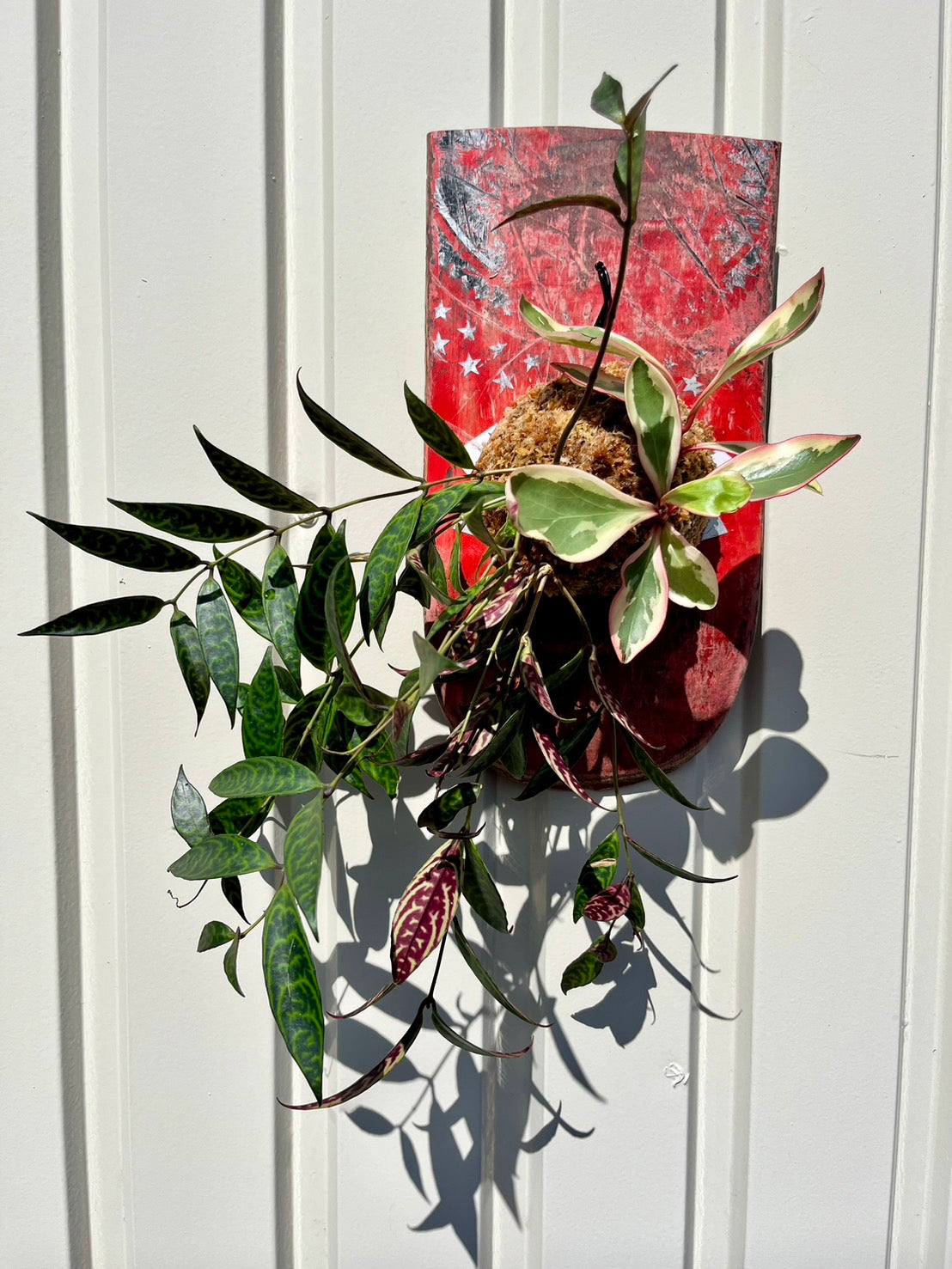 Aeschynanthus Marmellata x Peperomia clusiifolia jelly