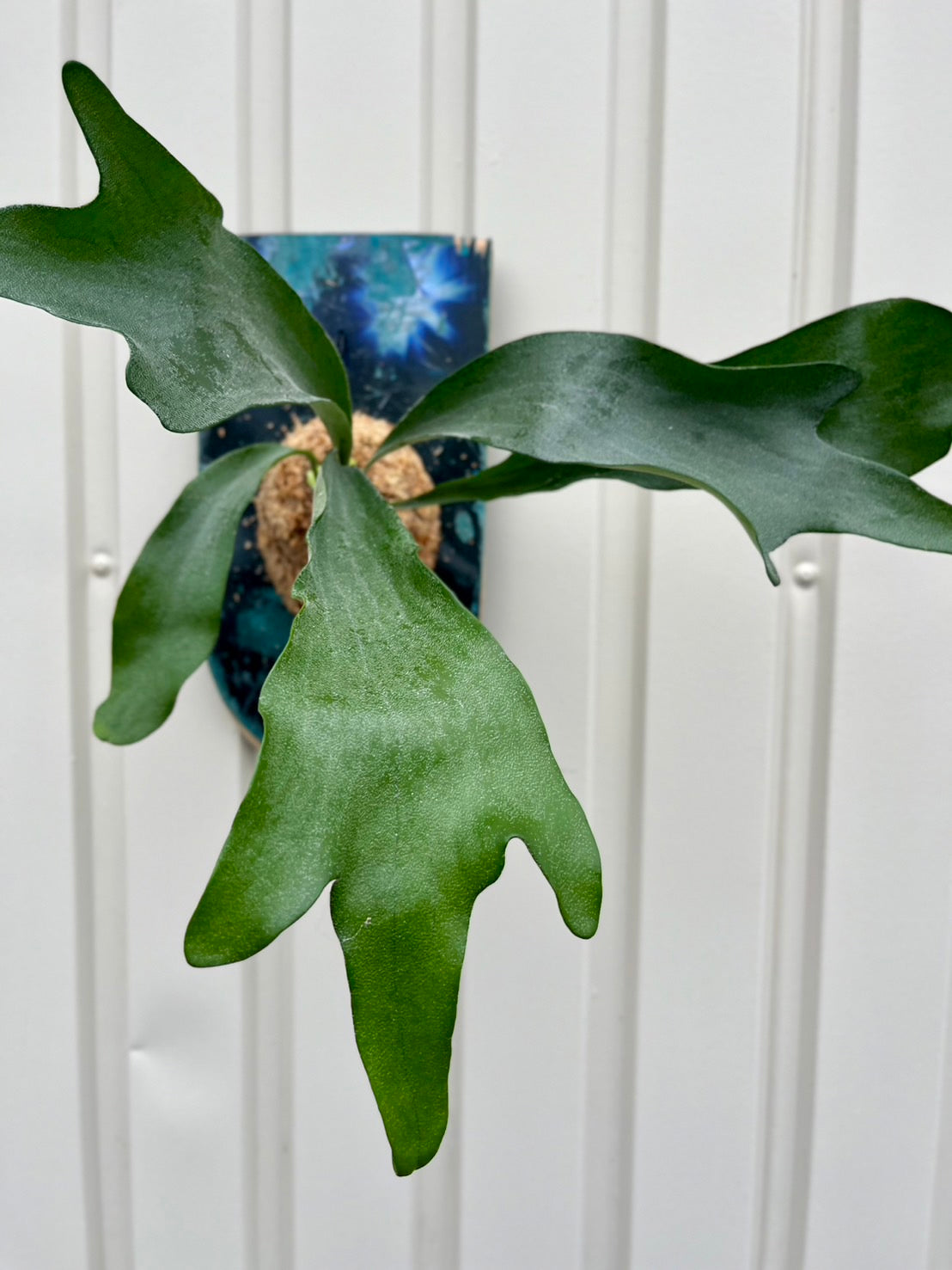 Platycerium Netherlands