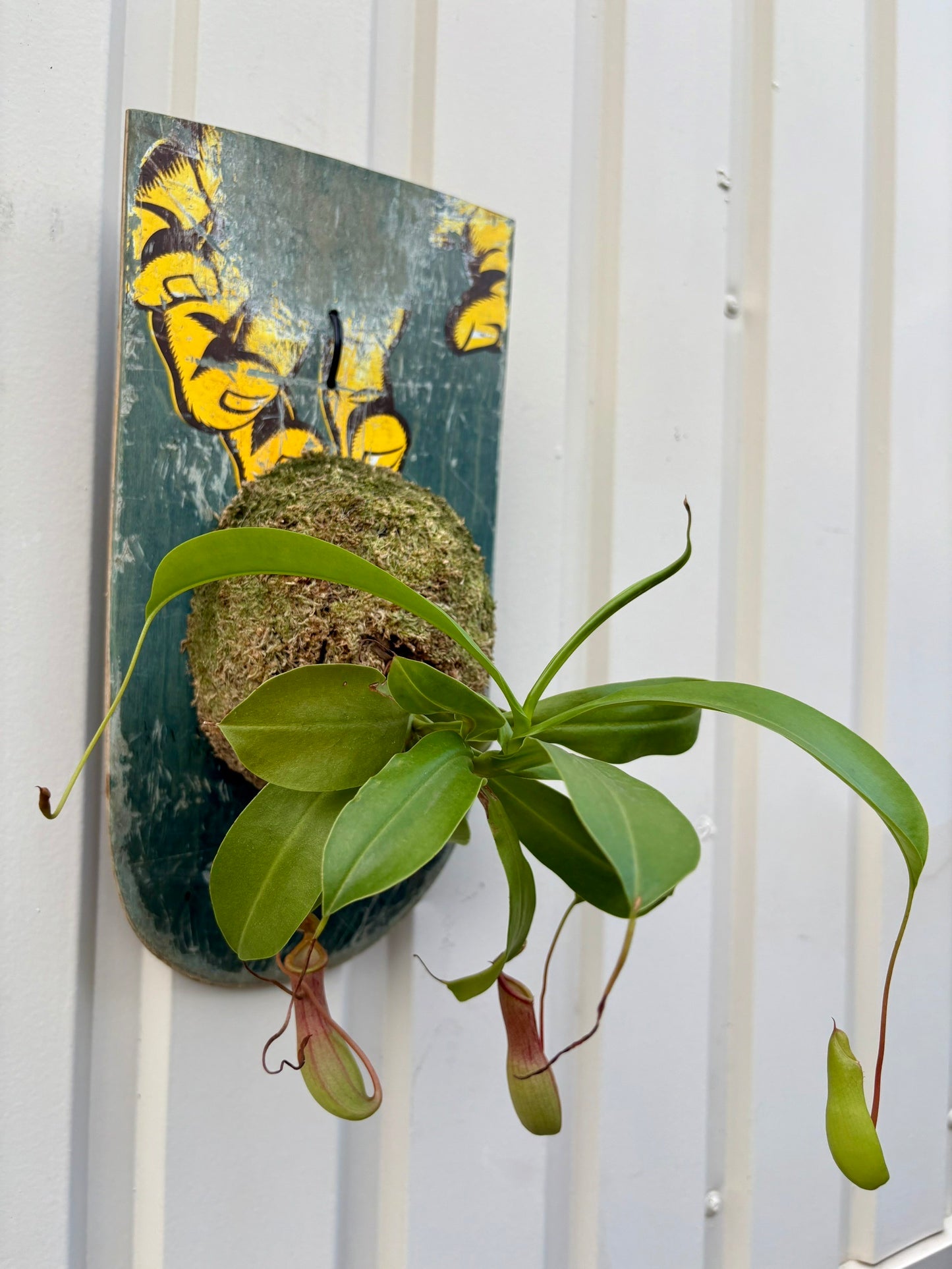 Nepenthes alata