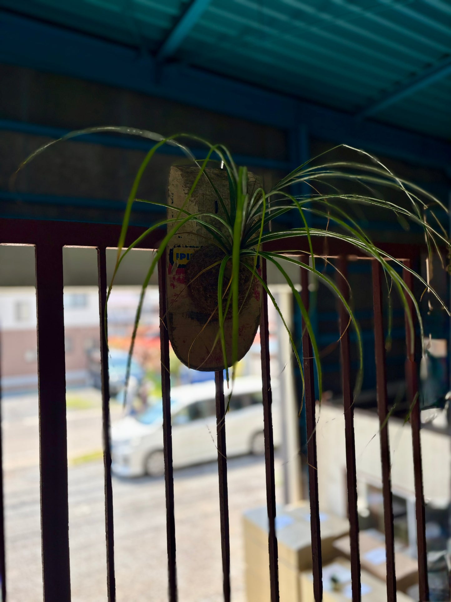 スケートデッキの質感とトックリランの葉を組み合わせた植物装飾