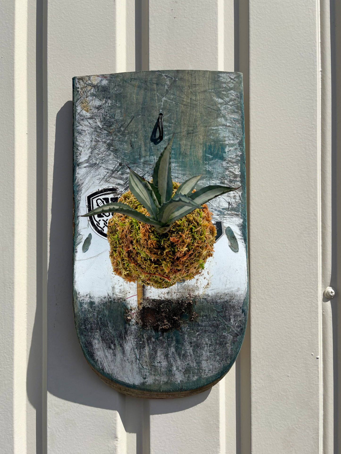 GRAPHIC DECK 01 / Agave americana mediopicta alba