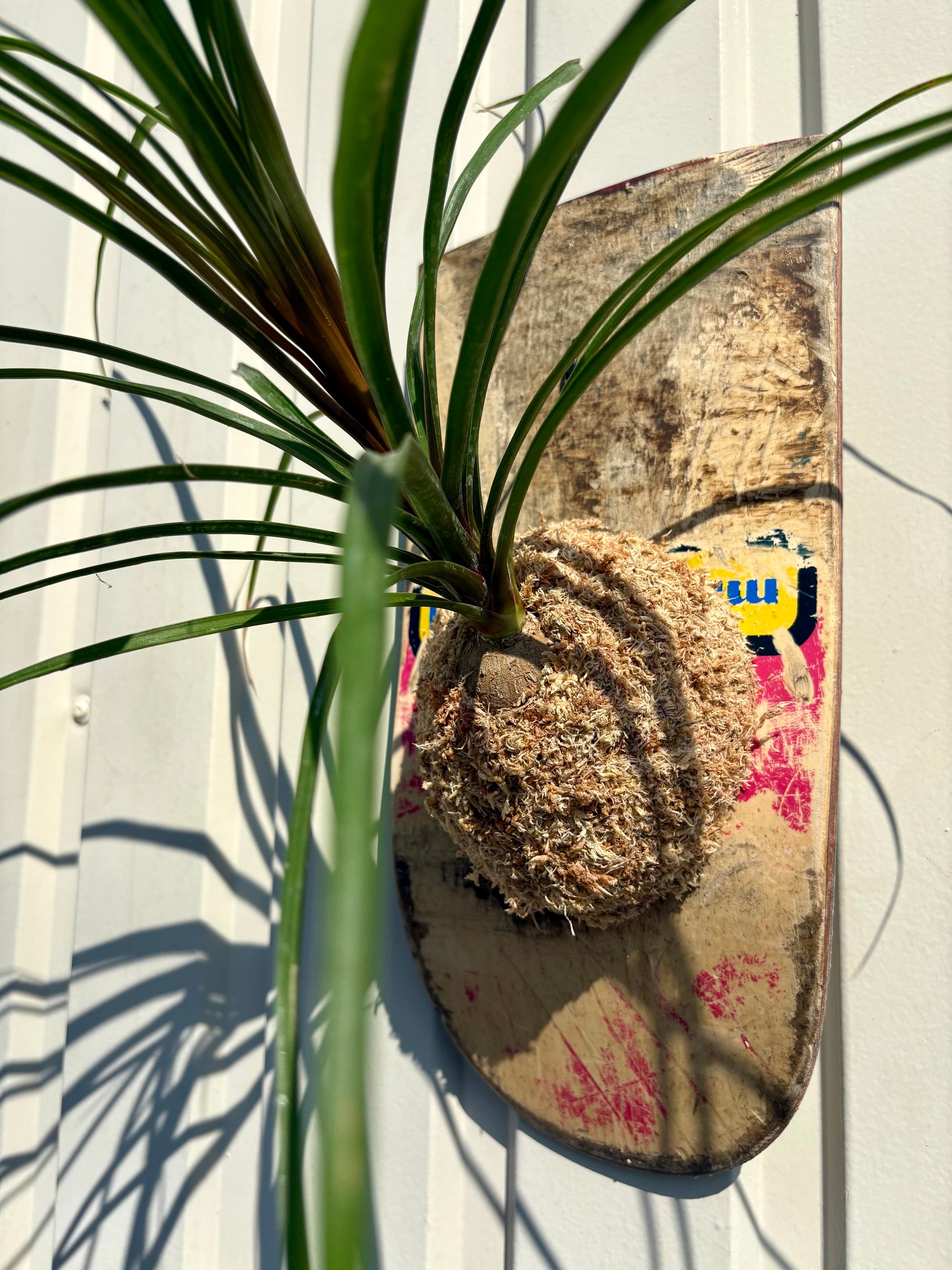スケートデッキにトックリランを合わせた壁掛け作品 ITAZUKE Ponytail palm