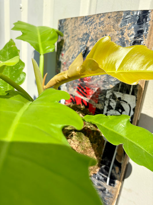 Philodendron Ring of Fire Gold