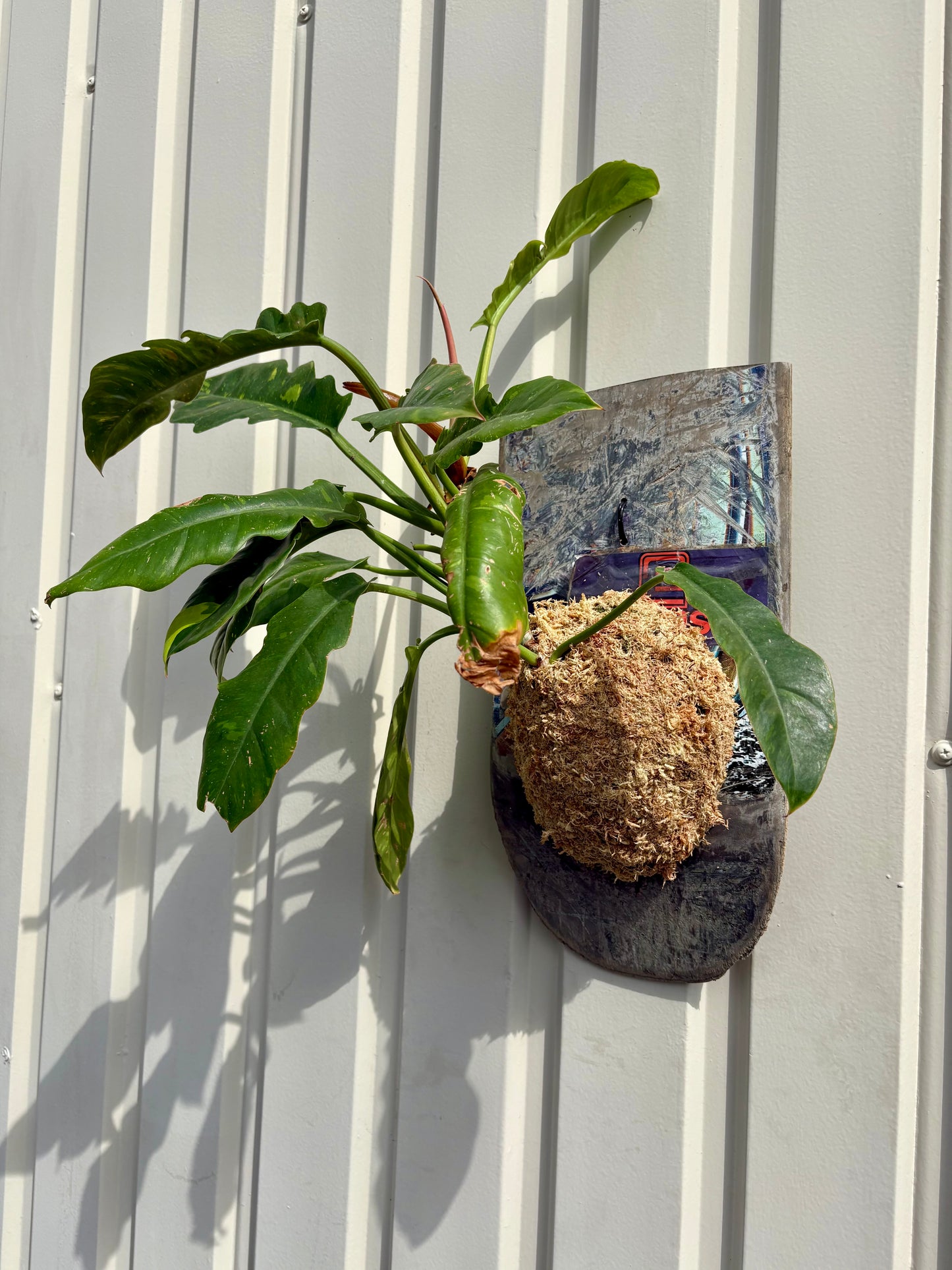 ITAZUKE / Philodendron Ring of Fire