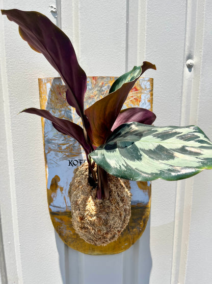 Calathea 'Helen Kennedy'