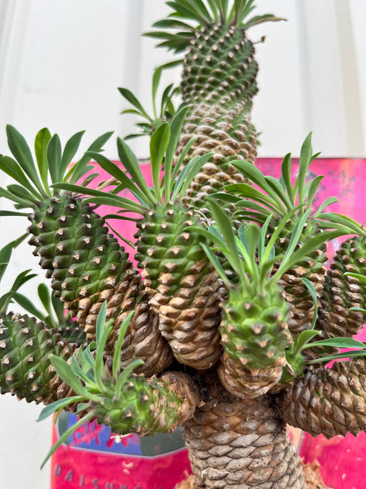 Euphorbia × Sotetsukirin