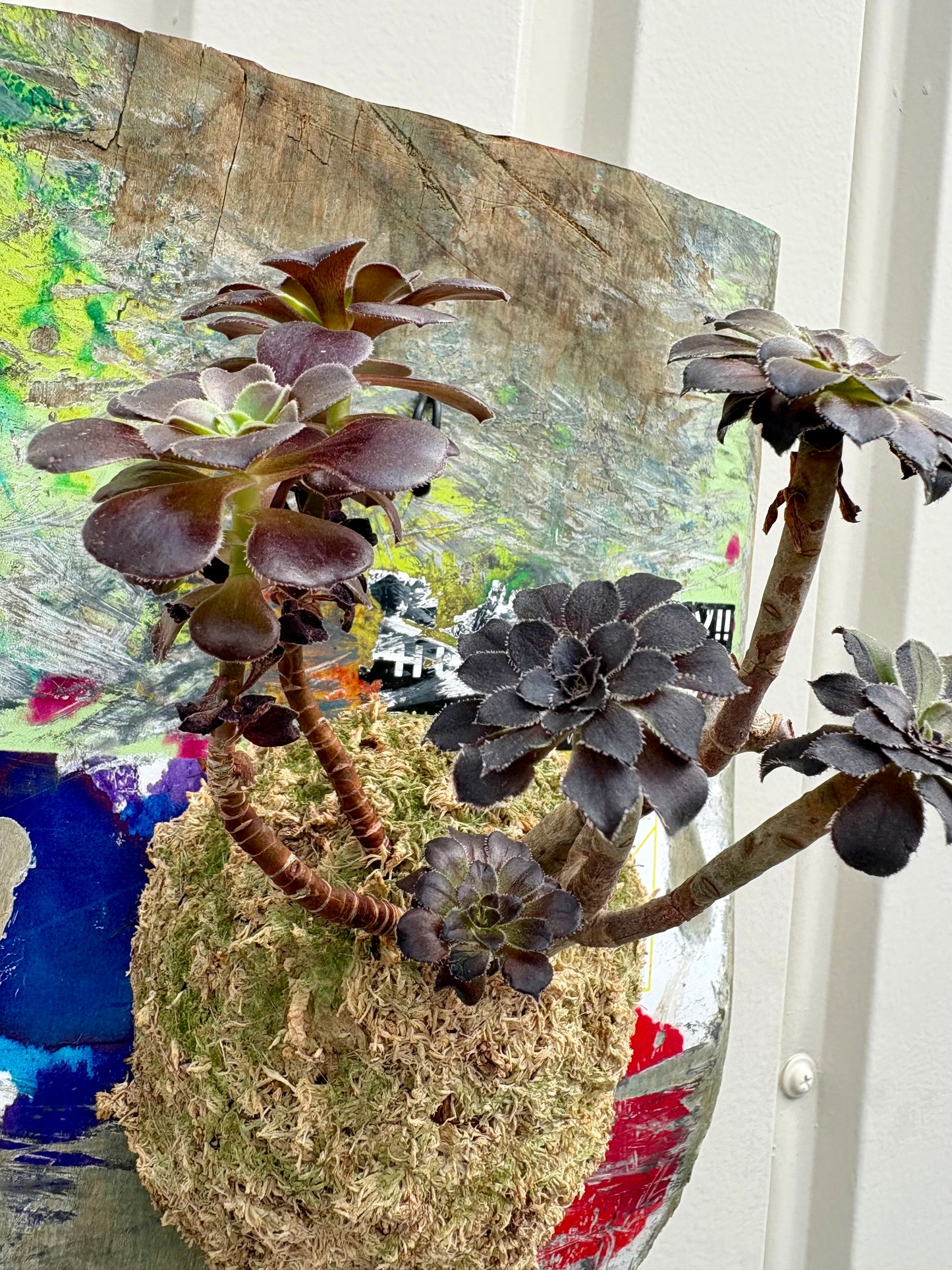 ITAZUKE / Aeonium arboreum Zwartkop