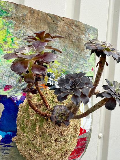 ITAZUKE / Aeonium arboreum Zwartkop