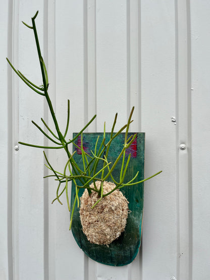 Euphorbia tirucalli