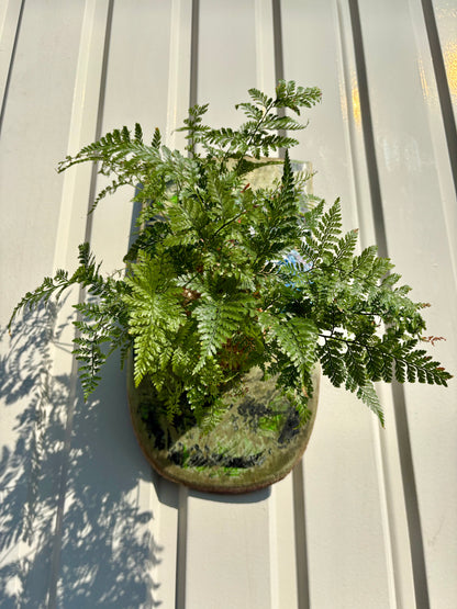 ITAZUKE / Humata tyermanii