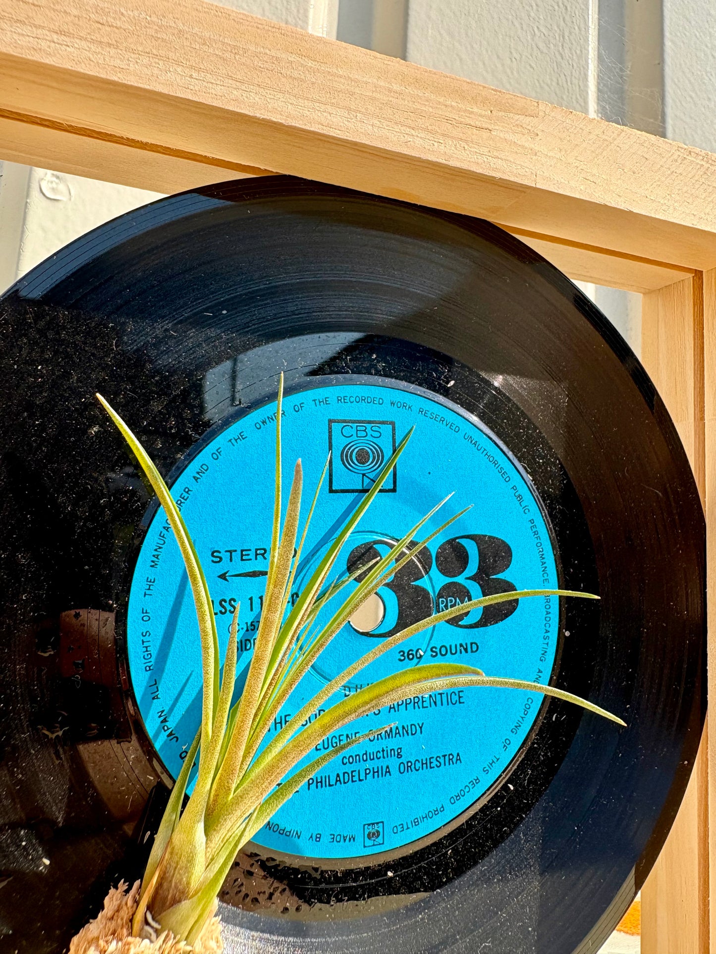 Tillandsia in EP size frame -2