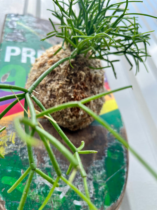 Rhipsalis cassutha