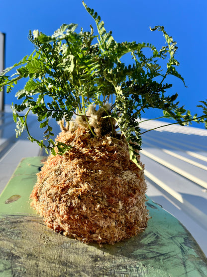 Humata tyermanii