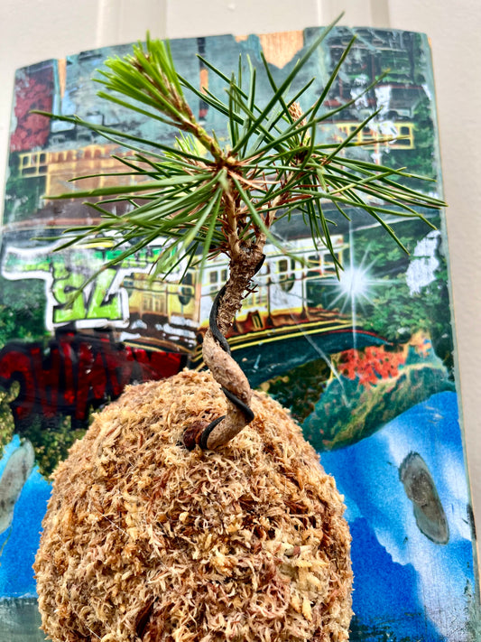 Pine