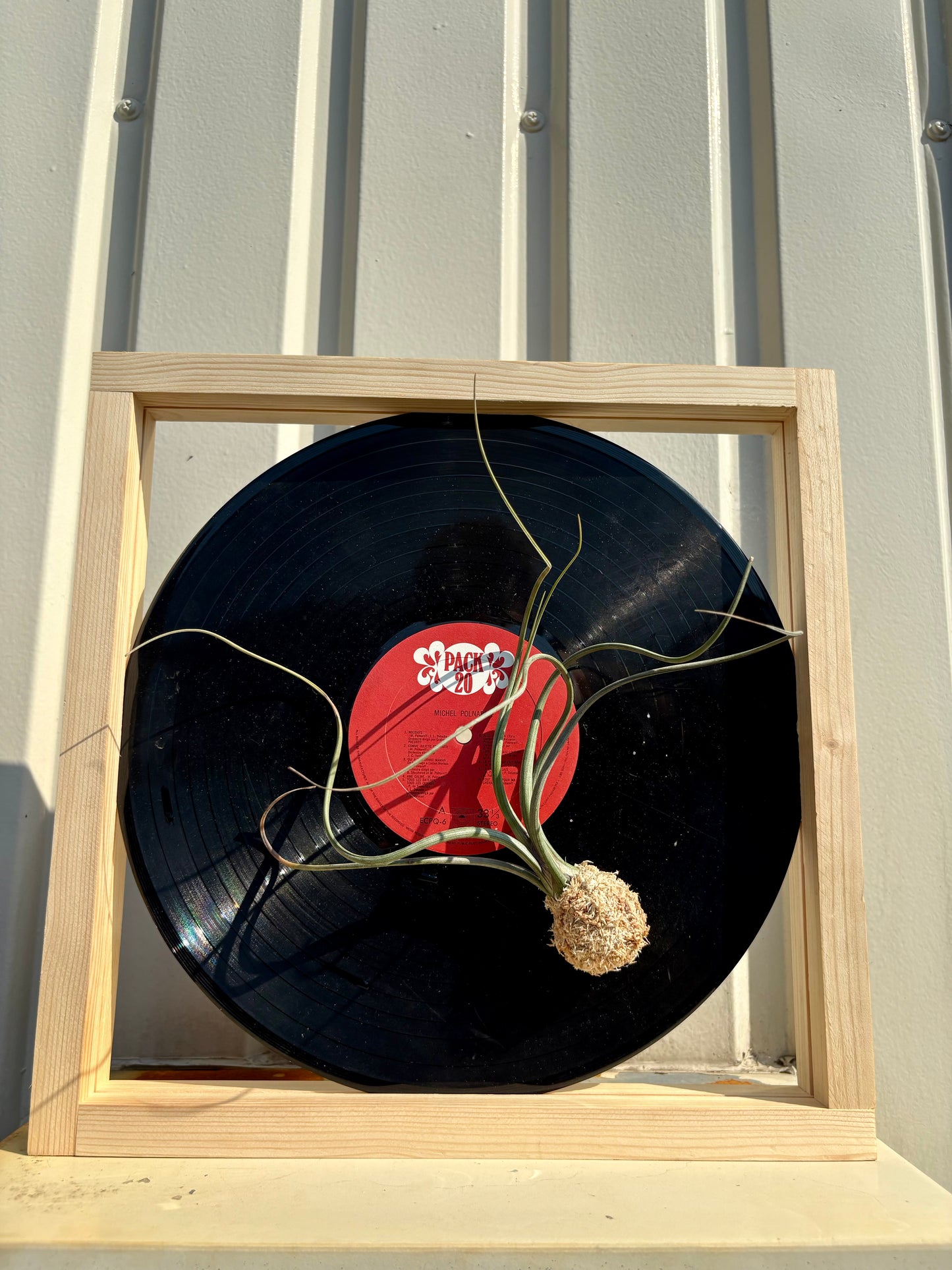 Tillandsia in LP size frame - 1