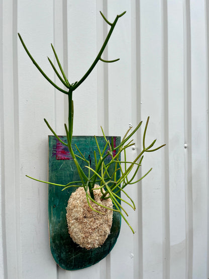 Euphorbia tirucalli