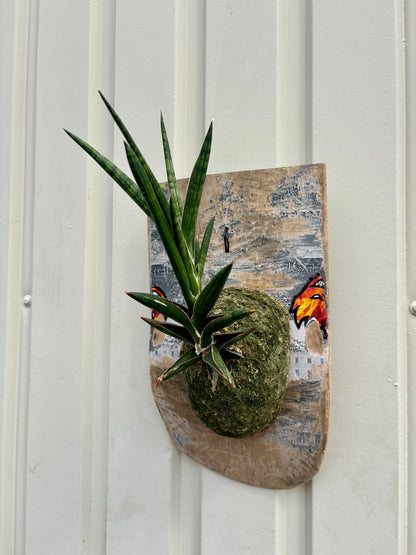 ITAZUKE / Sansevieria Kenia