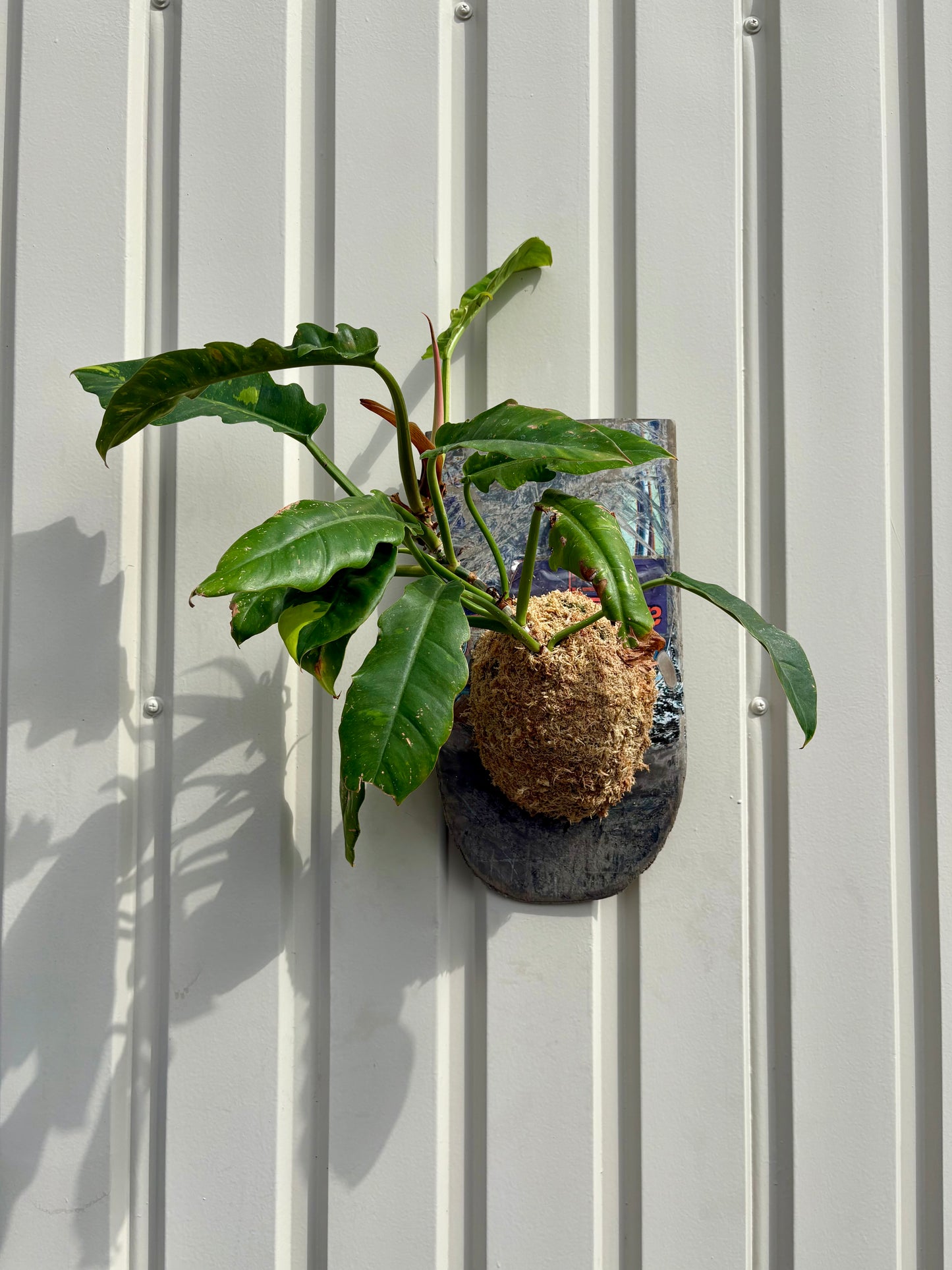 ITAZUKE / Philodendron Ring of Fire