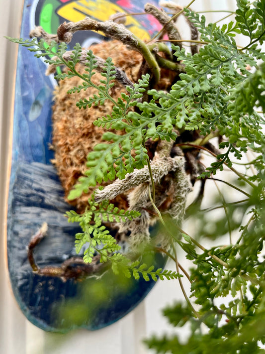Humata tyermanii