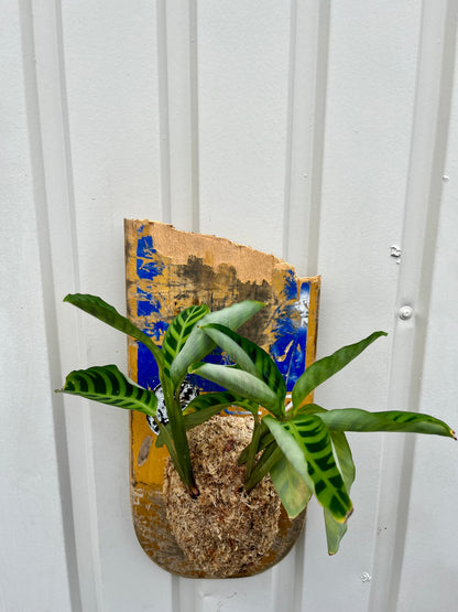 Calathea zebrina