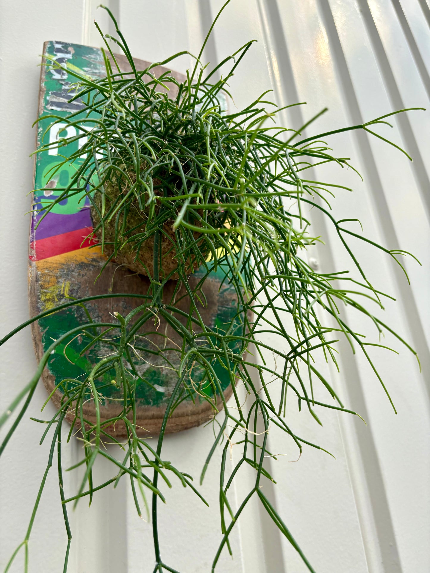 ITAZUKE / Rhipsalis cassutha