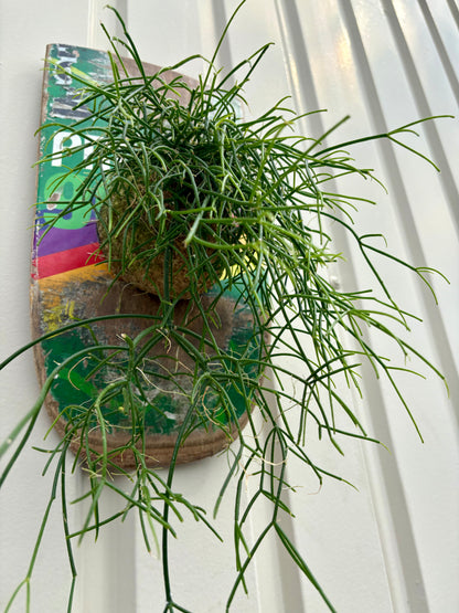 ITAZUKE / Rhipsalis cassutha