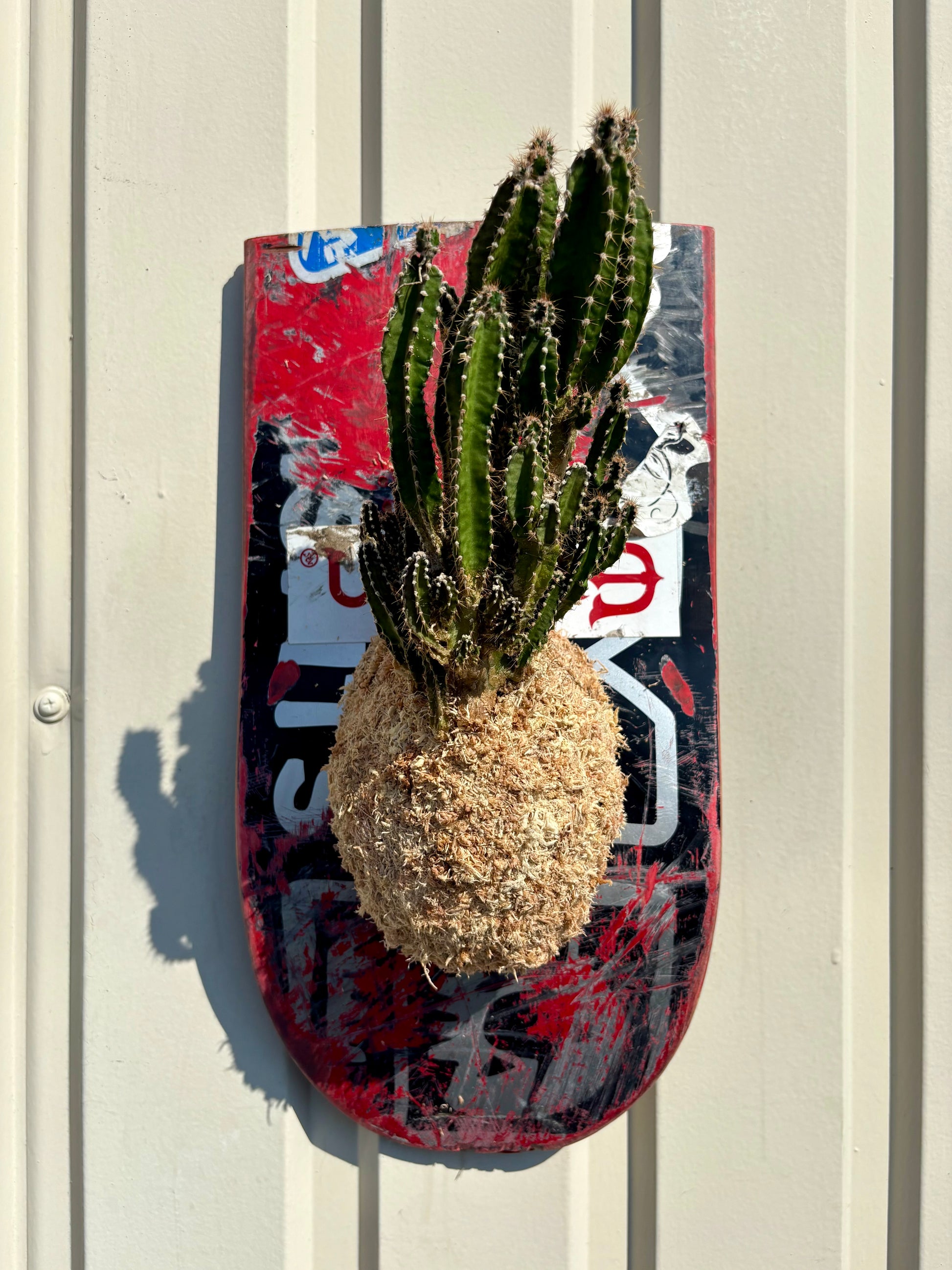 壁に飾れるITAZUKE Cereus repandusの植物装飾