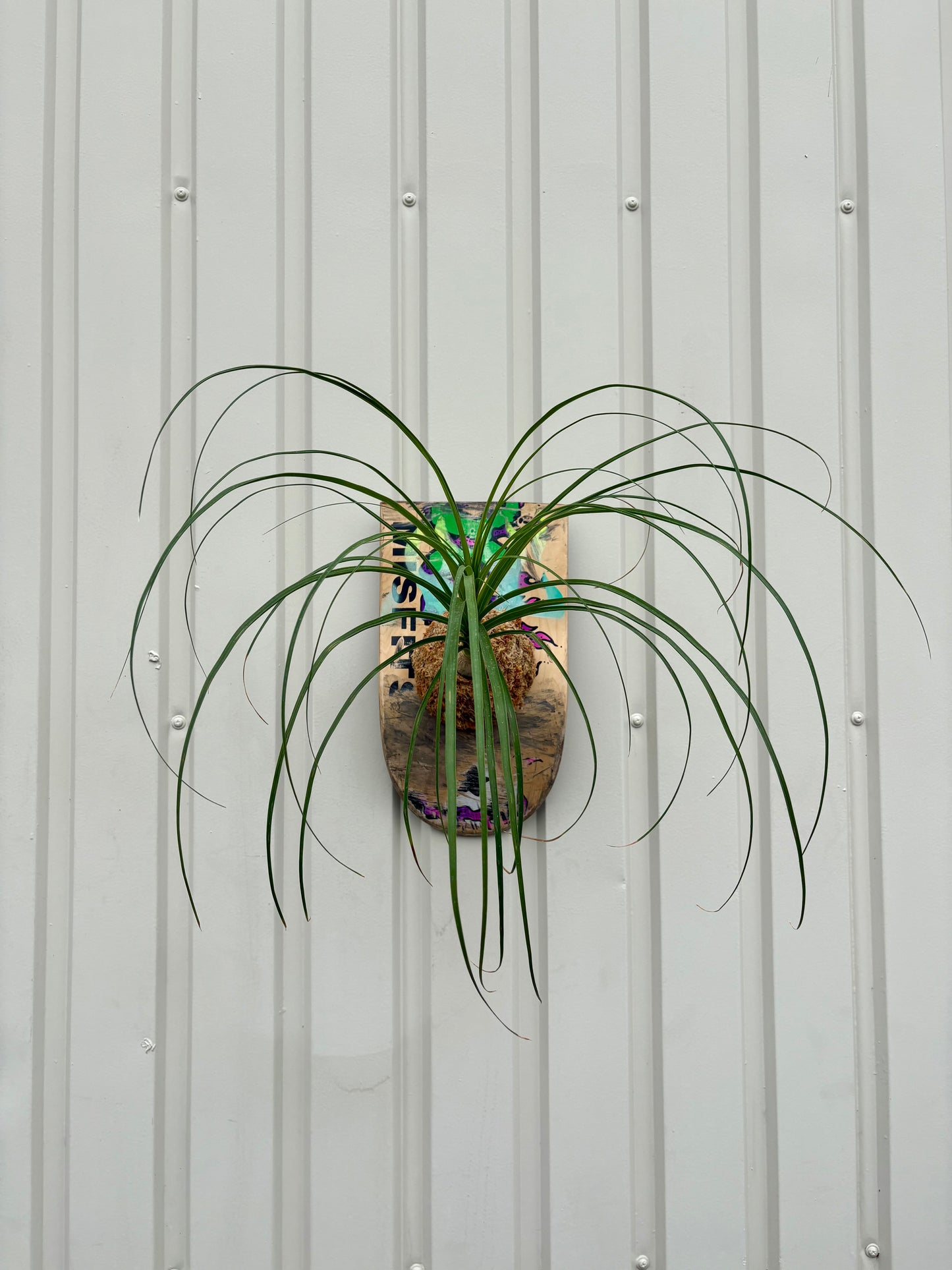 Ponytail palm