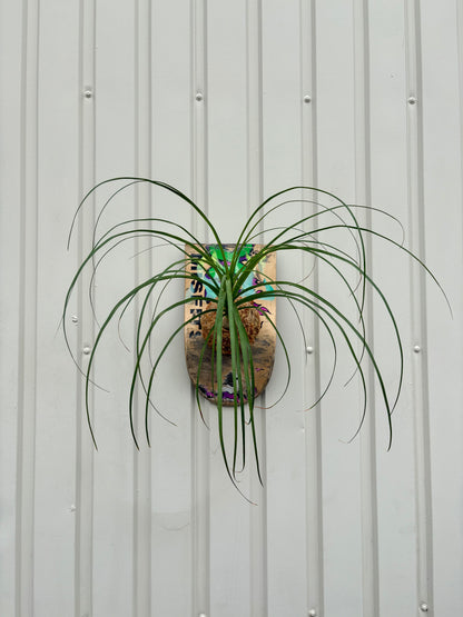 Ponytail palm