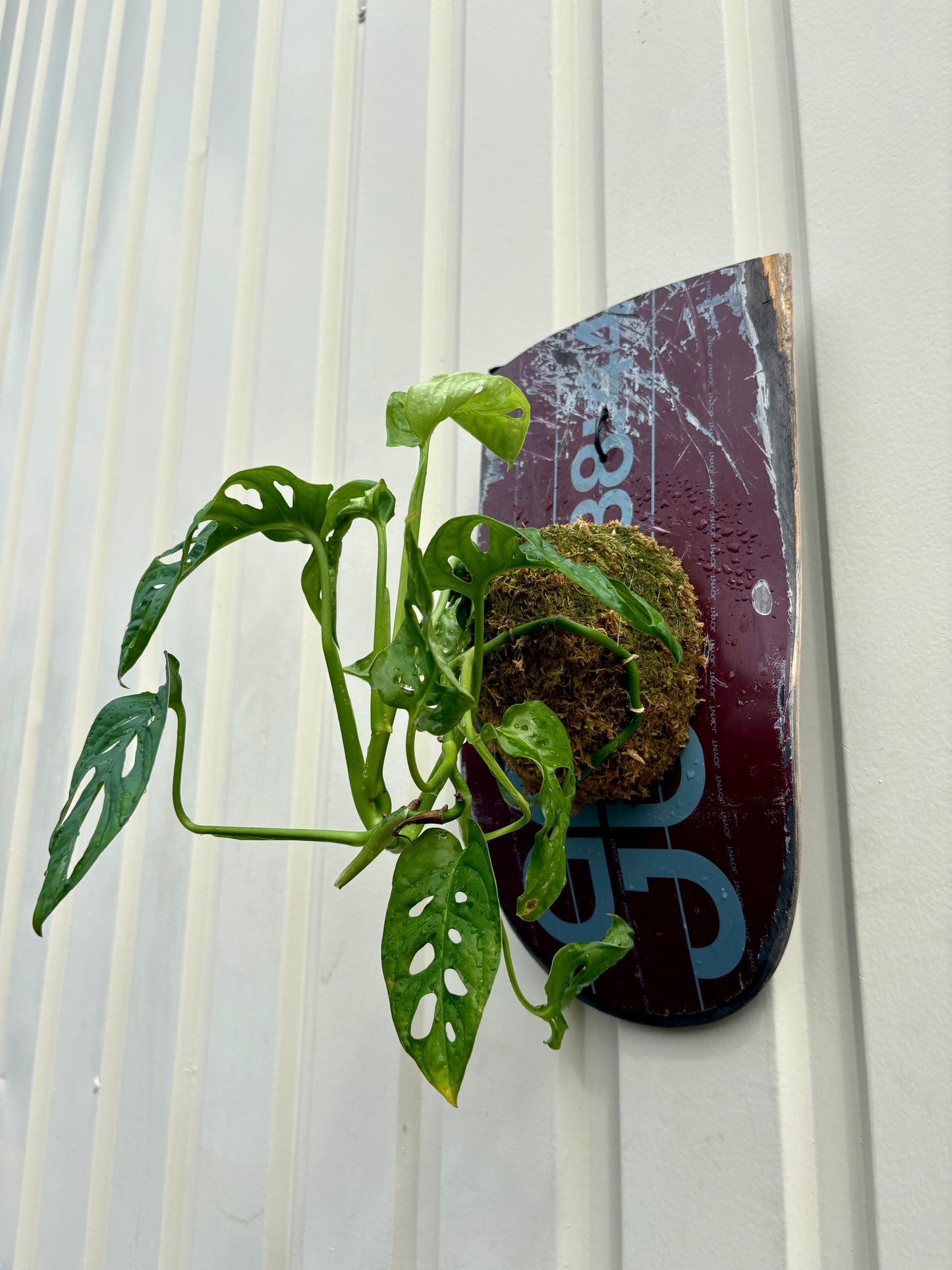 ITAZUKE / Monstera Friedrichsthalii