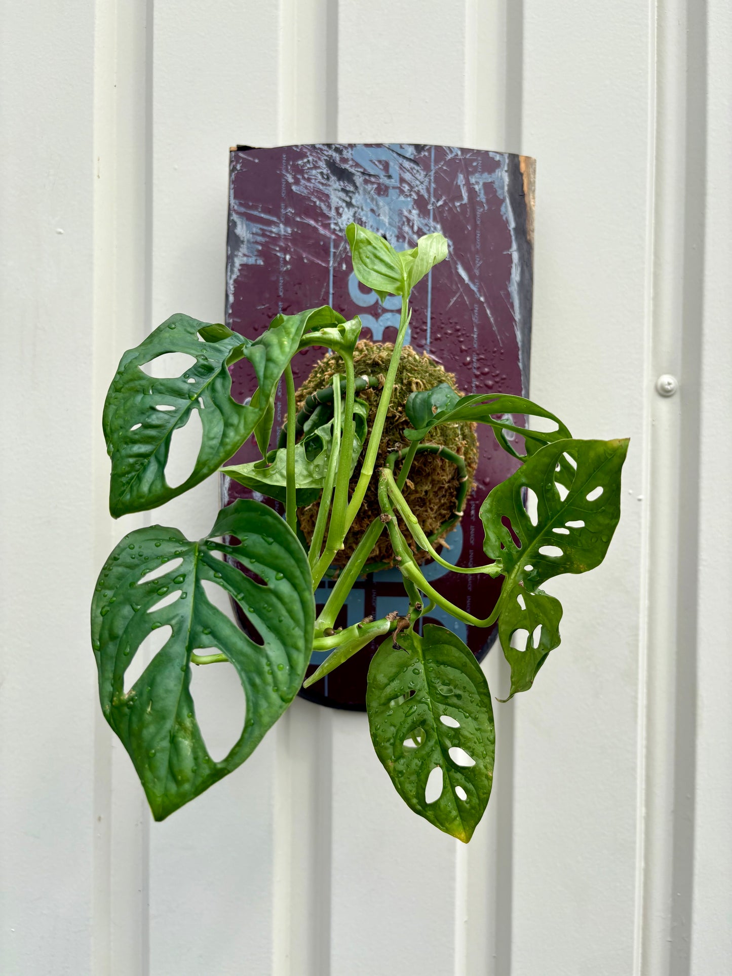 ITAZUKE / Monstera Friedrichsthalii