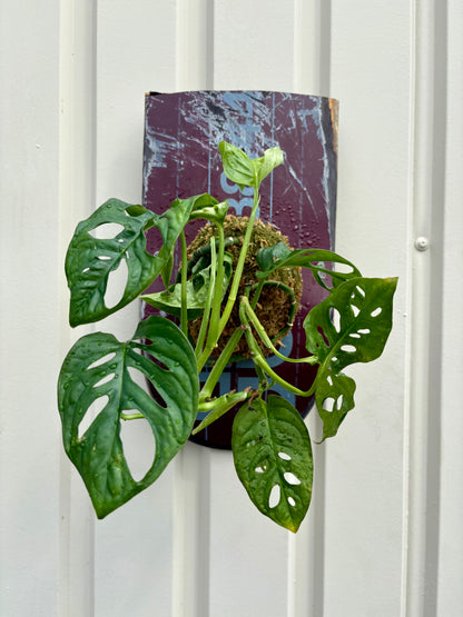 ITAZUKE / Monstera Friedrichsthalii