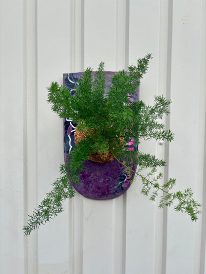 Asparagus setaceus Nanus