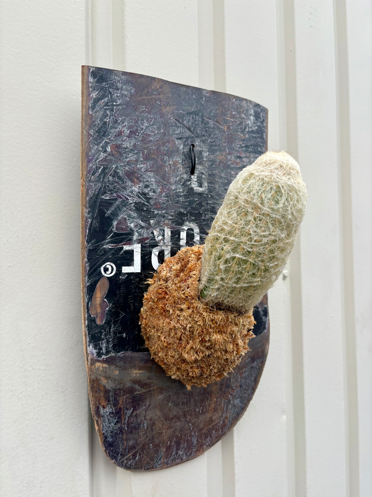 Pseudoespostoa melanostele