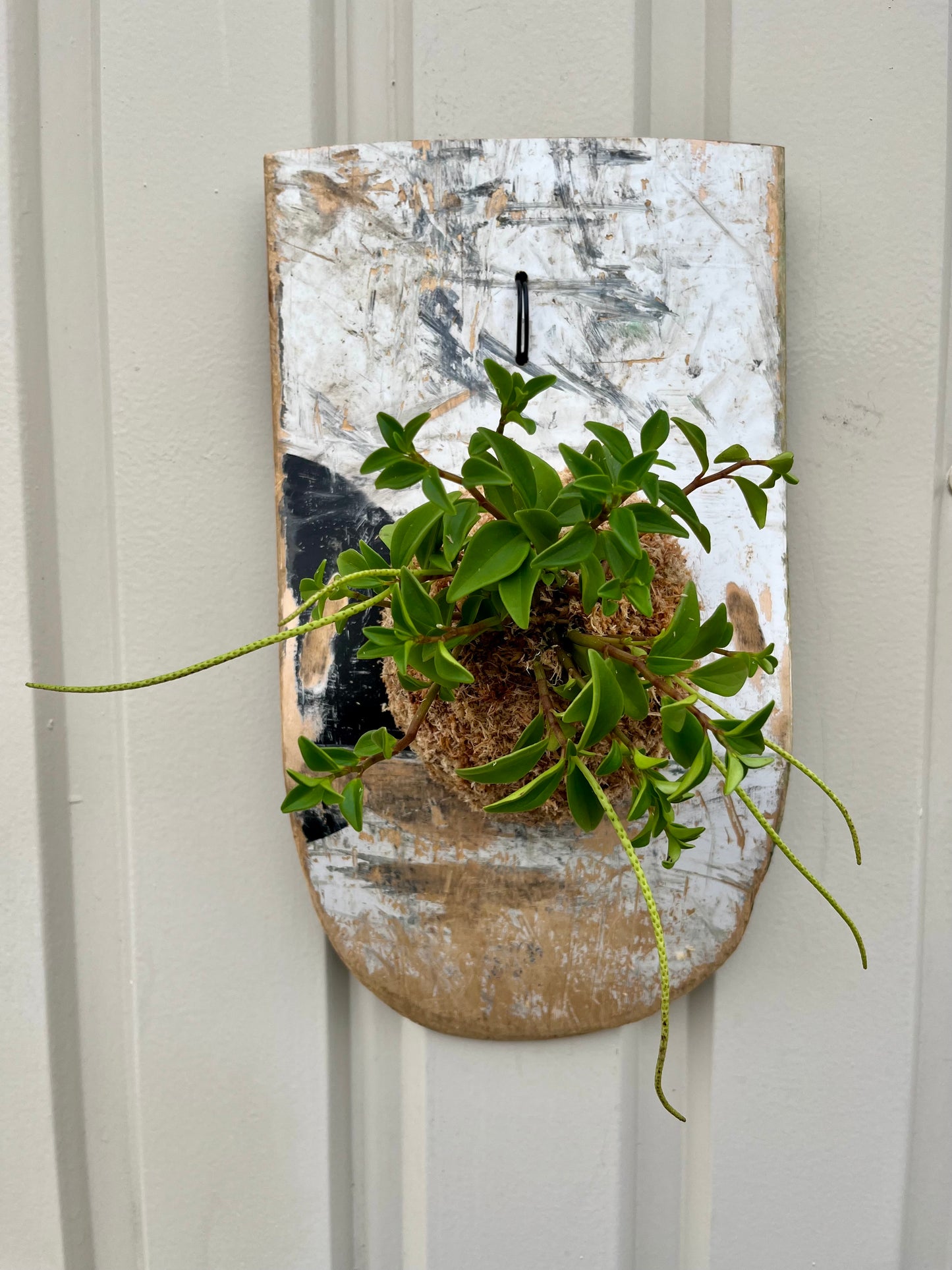 Peperomia dendrophylla