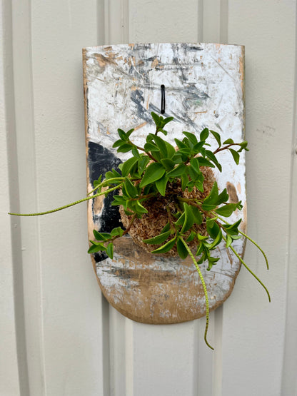 Peperomia dendrophylla