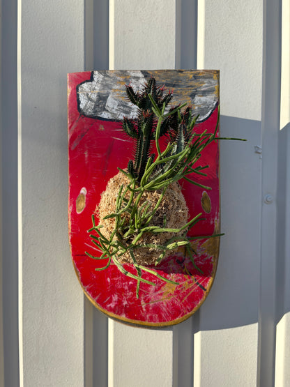 Euphorbia enopla x Rhipsalis baccifera