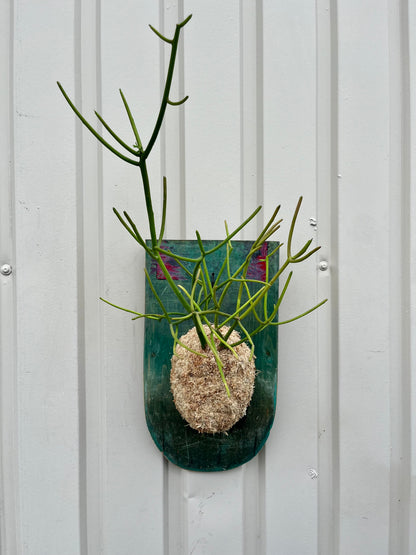 Euphorbia tirucalli