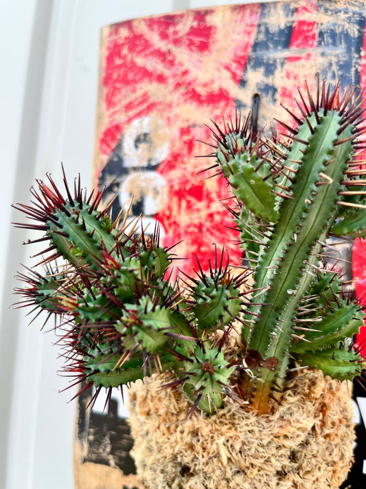 Euphorbia enopla