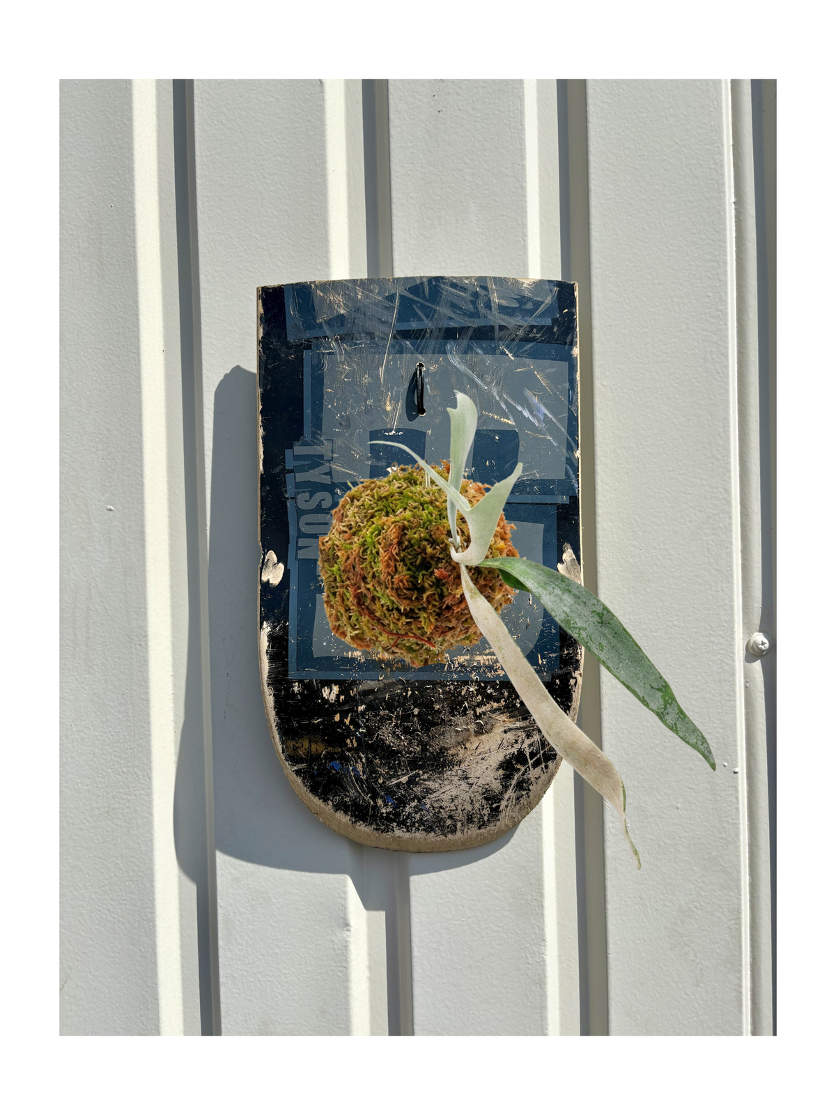 BLACK DECK 01 / Platycerium veitchii