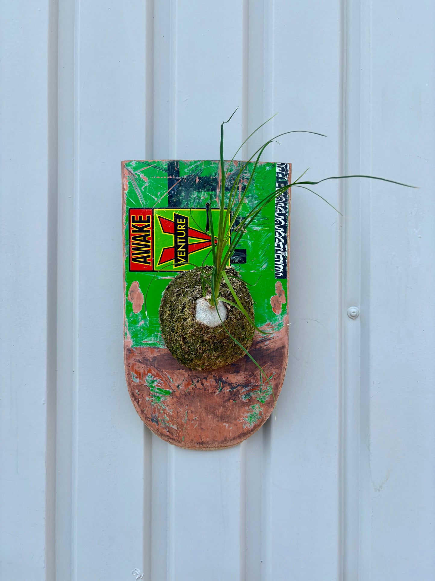 壁に飾れるITAZUKE Ponytail palmの植物装飾