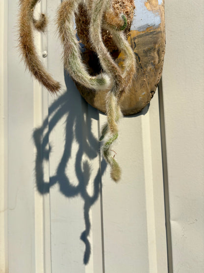 ITAZUKE / Cleistocactus winteri subsp