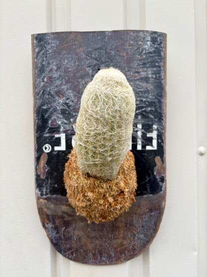 Pseudoespostoa melanostele