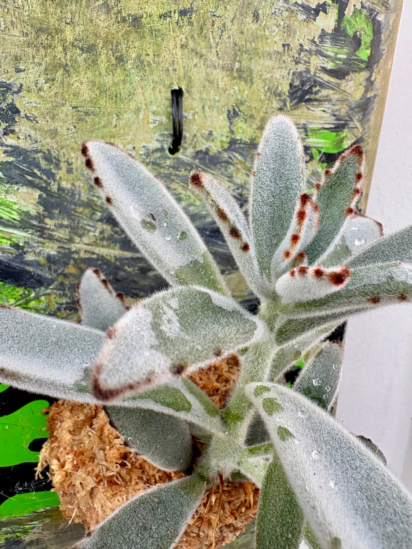 Kalanchoe tomentosa