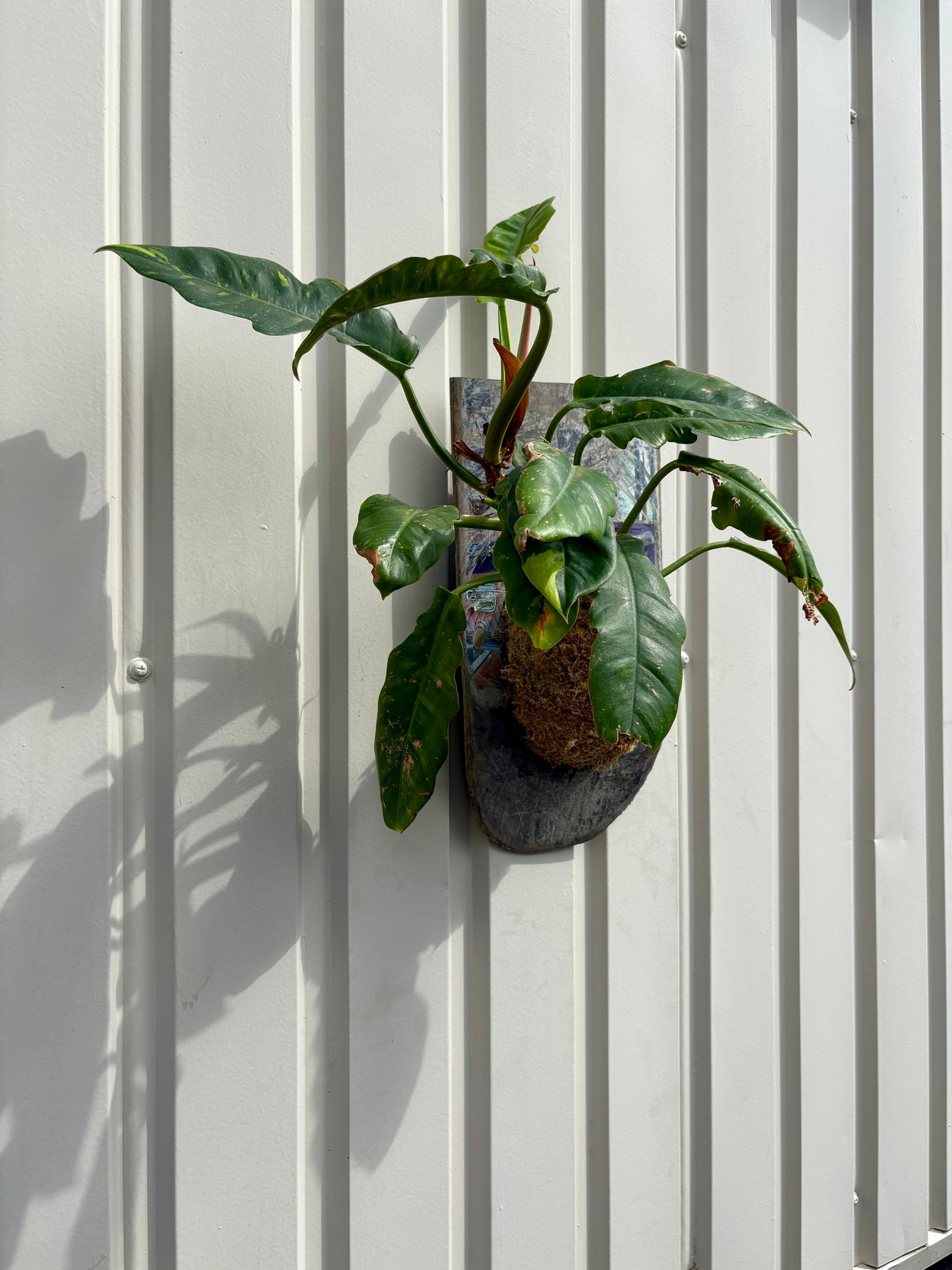 ITAZUKE / Philodendron Ring of Fire