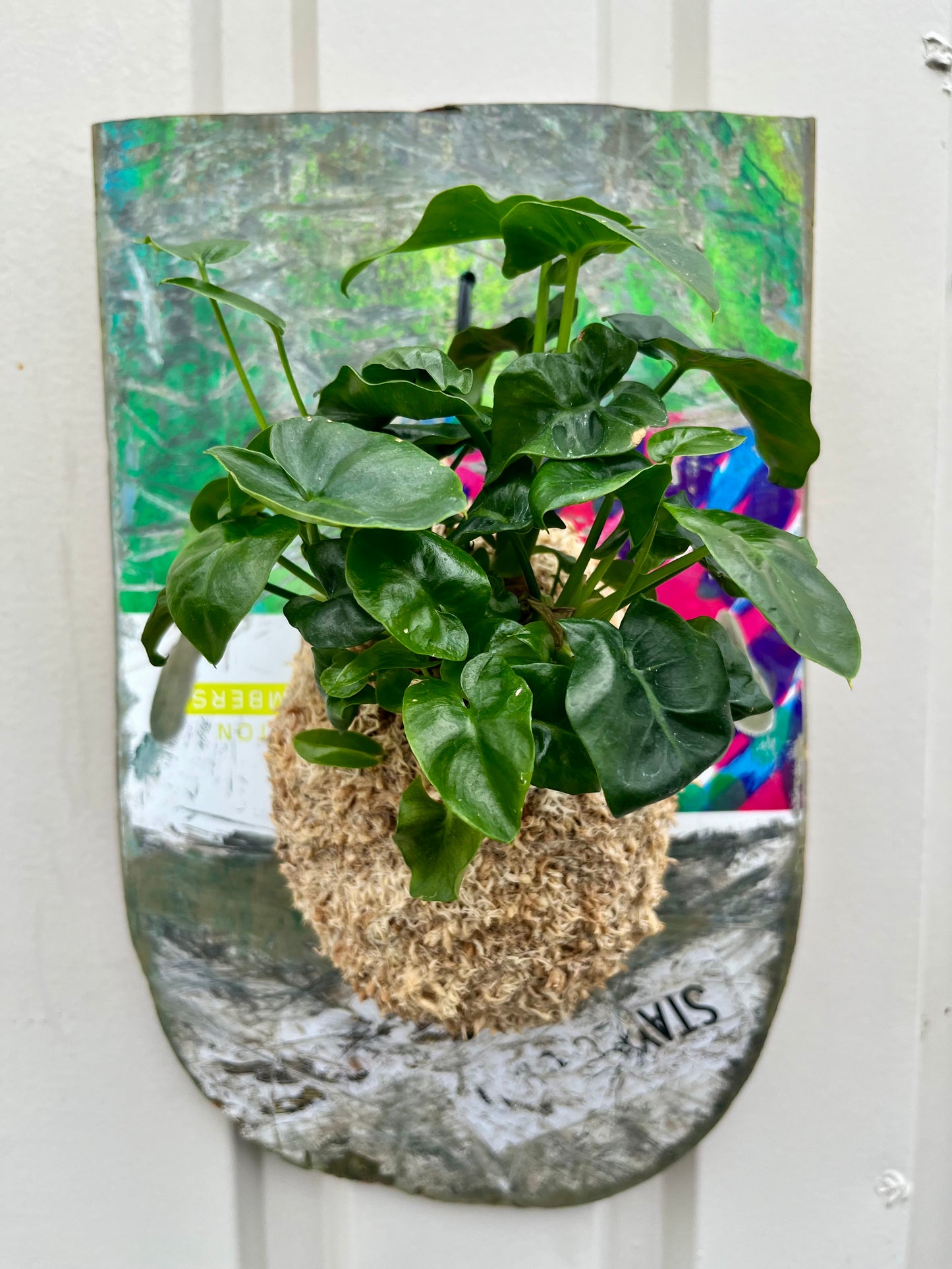 Philodendron selloum super atom