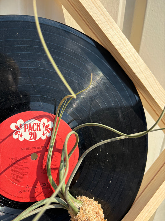 Tillandsia in LP size frame - 1