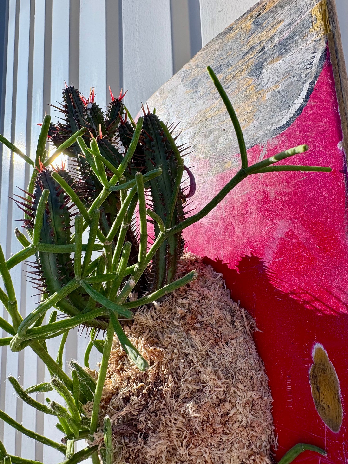 Euphorbia enopla x Rhipsalis baccifera