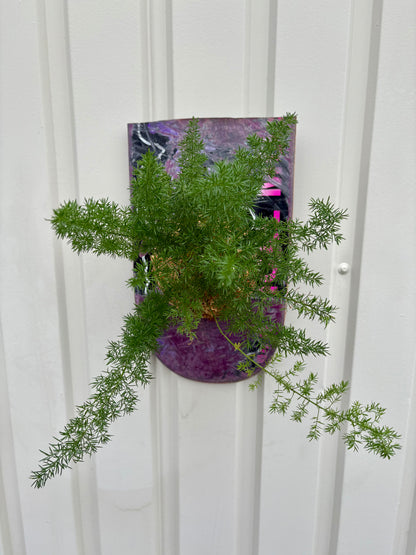 Asparagus setaceus Nanus