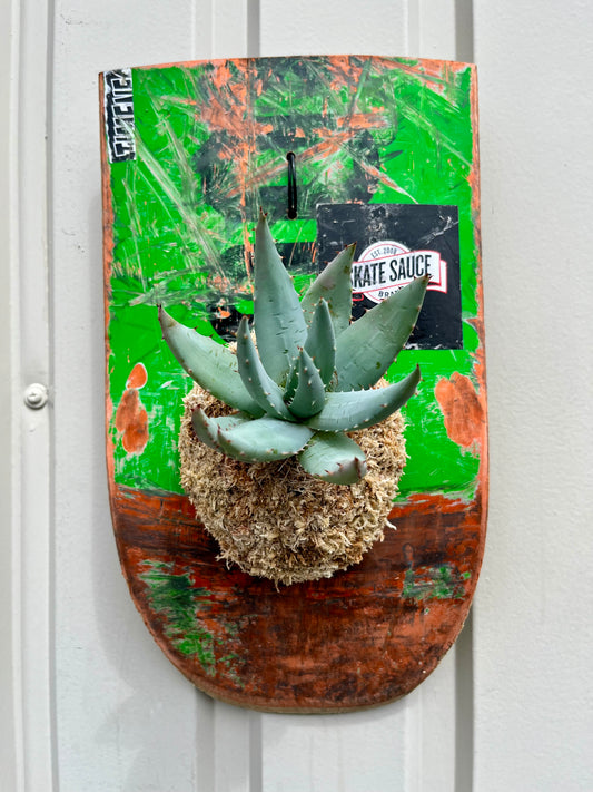 Aloe peglerae